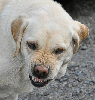 dog, mad dog, rabies, fighting, anger