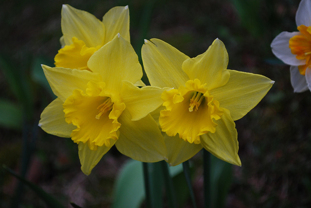 daffodils