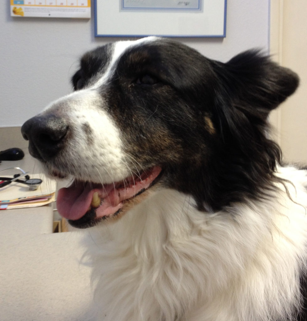 Purebred Cardigan Welsh Corgi, but what's called "coated." Her first owner found this unacceptable, and I am glad because I got an incredibly wonderful, sweet dog to share my life with and the other person lost out.